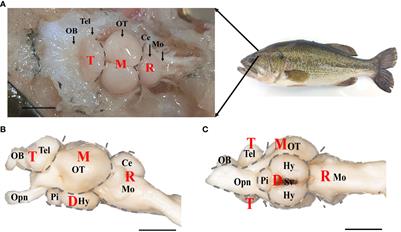 Specific biomarkers and neurons distribution of different brain regions in largemouth bass (Micropterus salmoides)